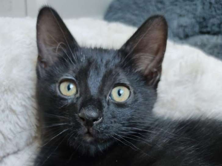 Le bel Anatole, chaton noir à adopter