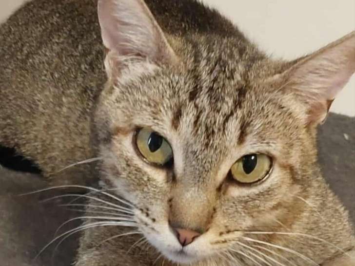 Asia, belle chatte tigrée à adopter après une vie à la rue