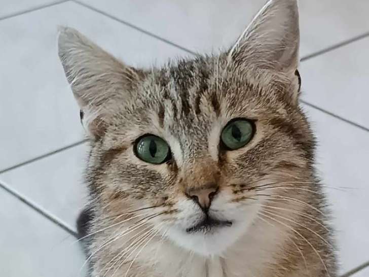 Le bel Athos, chat tigré à adopter