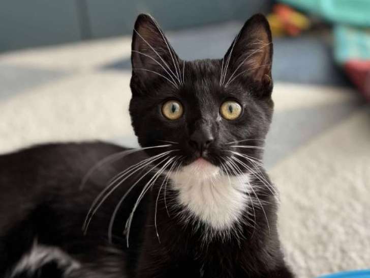 Asuna, chatonne noir et blanc à adopter