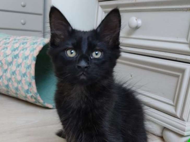 Apple et Amor, des chatons à câlins à adopter ensemble ou séparément