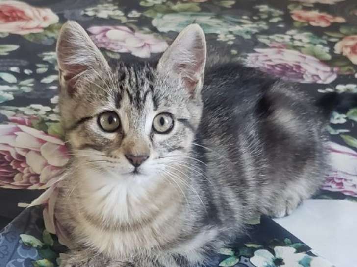 Aëlle, chatonne tigrée à adopter