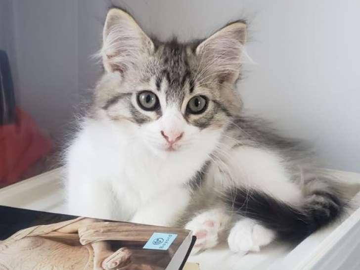 Anouar, belle chatonne à adopter