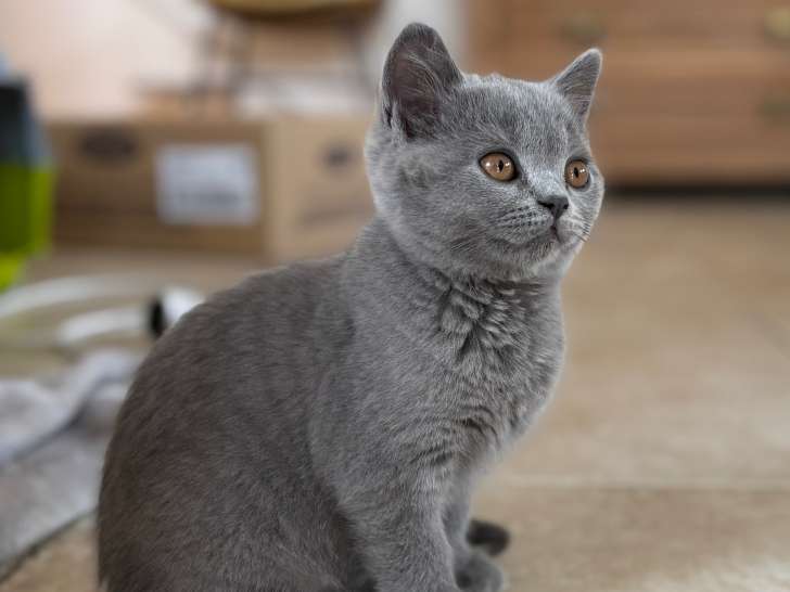 Magnifique portée de British nés le 8 juin 2025