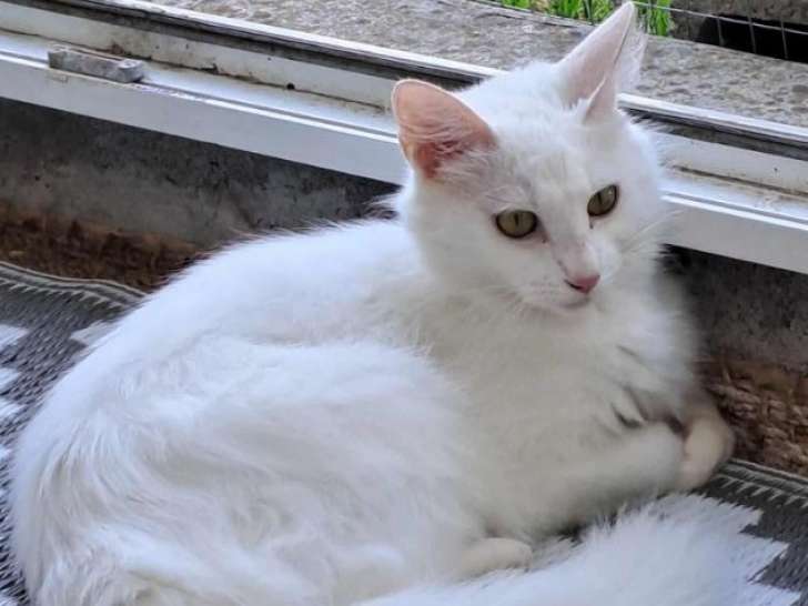 La belle Camomille, chatte blanche à adopter