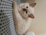 Femelle Ragdoll mink LOOF à vendre