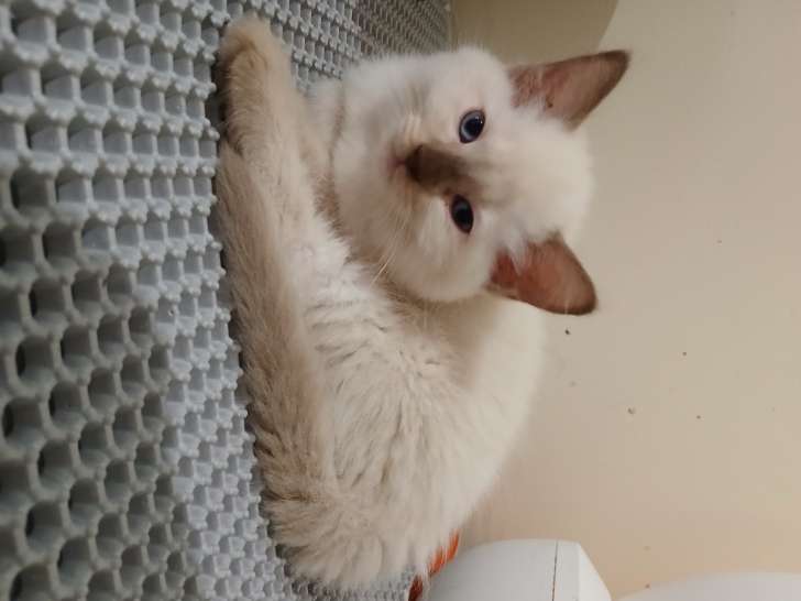 Femelle Ragdoll mink LOOF à vendre