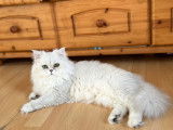 Chaton Persan chinchilla à vendre