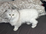 Chaton Persan chinchilla à vendre
