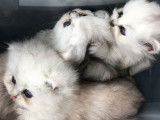 Chaton Persan chinchilla à vendre