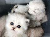 Chaton Persan chinchilla à vendre