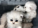 Chaton Persan chinchilla à vendre