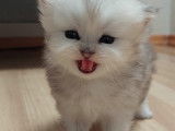 Chaton Persan chinchilla à vendre