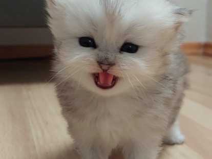 Chaton Persan chinchilla à vendre
