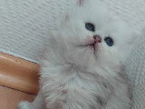 Chaton Persan chinchilla à vendre