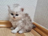 Chaton Persan chinchilla à vendre