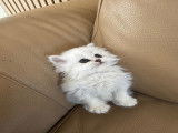 Chaton Persan chinchilla à vendre