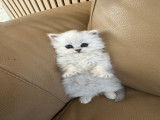Chaton Persan chinchilla à vendre