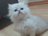 Chaton Persan chinchilla à vendre