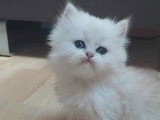 Chaton Persan chinchilla à vendre