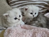 Chaton Persan chinchilla à vendre