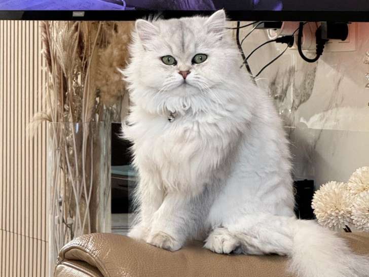 Chaton Persan chinchilla à vendre