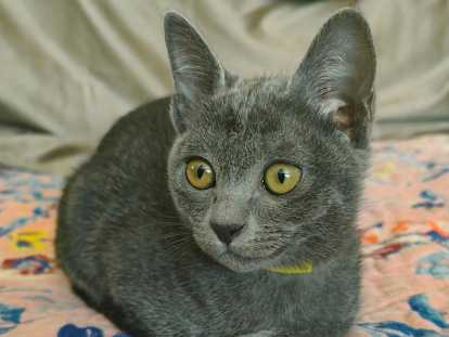 Chatonne Korat à vendre