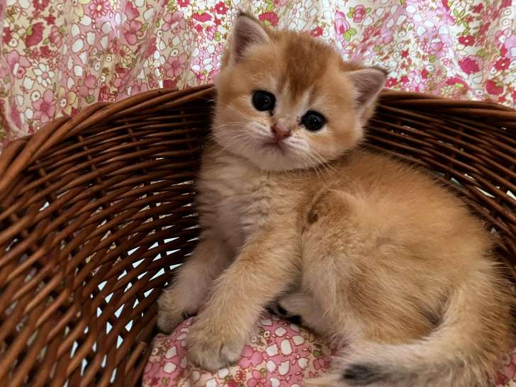 Chatons British Shorthair golden à vendre
