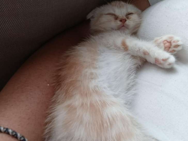 Chaton Scottish Fold à vendre