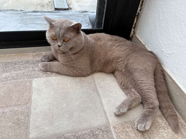 Mâle British Shorthair disponible pour saillie