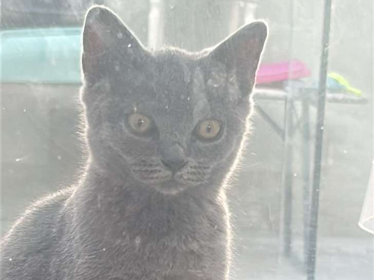 Chaton British Shorthair croisé Bleu Russe mâle à vendre