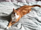 Miky, chat roux et blanc de 2 ans à adopter