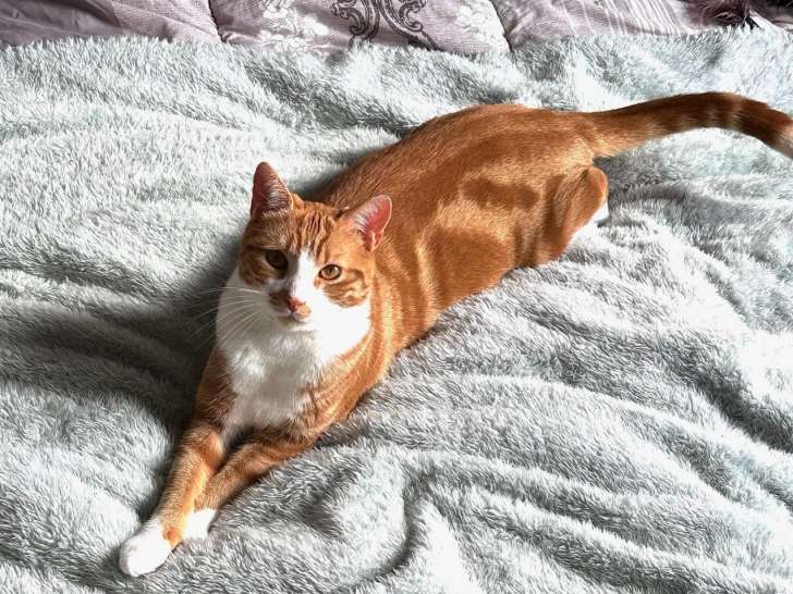 Miky, chat roux et blanc de 2 ans à adopter
