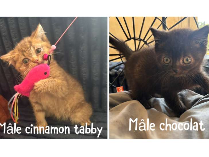Chatons British Shorthair à vendre