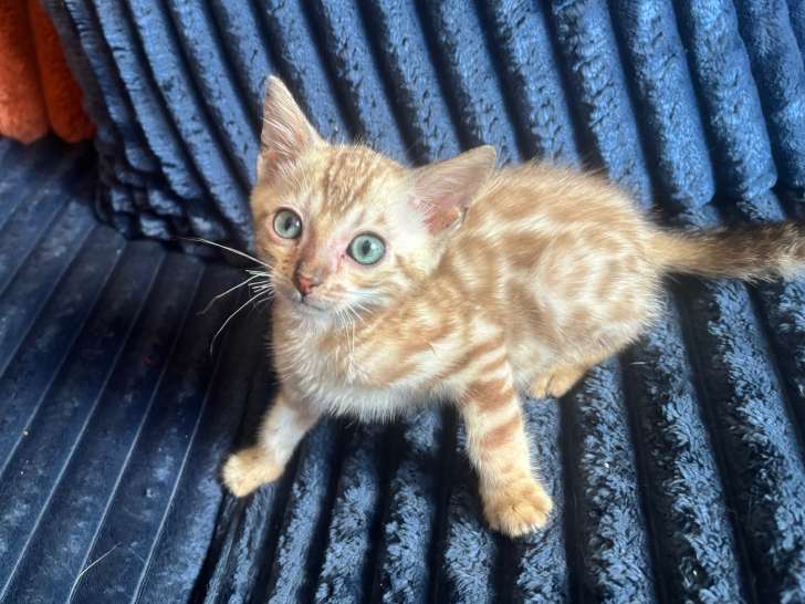 Chaton mâle Bengal snow mink LOOF à vendre
