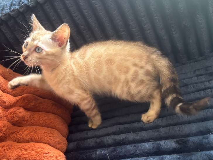 Chatonne Bengal snow lynx LOOF à vendre