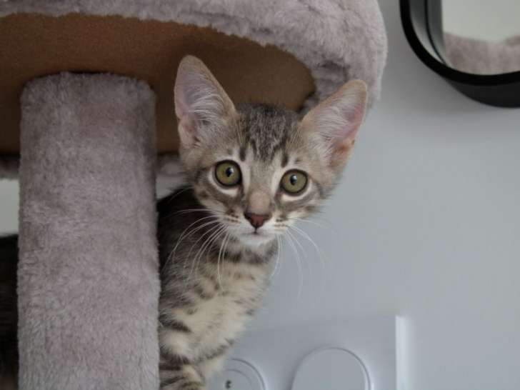 Artémis, chatonne tigrée à adopter