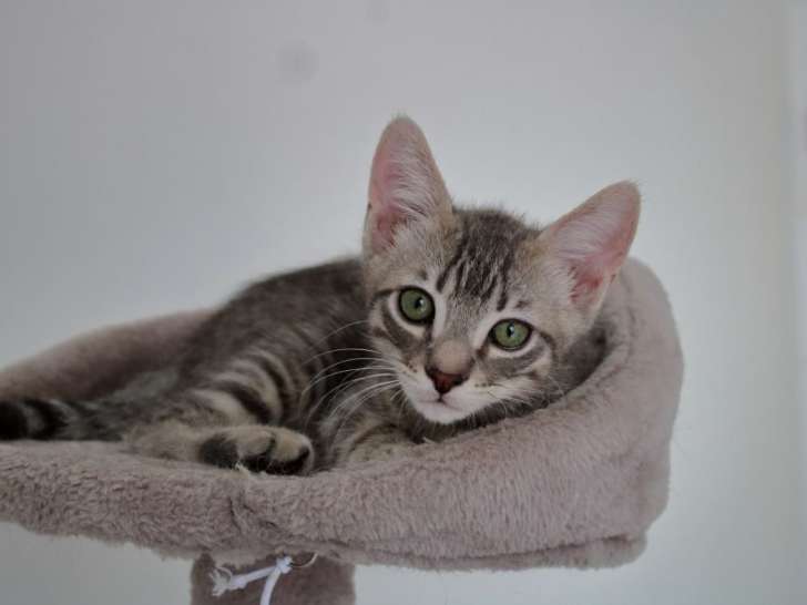 Attila, chaton tigré à adopter