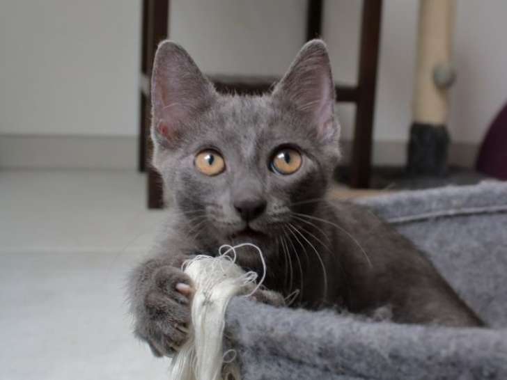 Anubis, chaton bleu à adopter