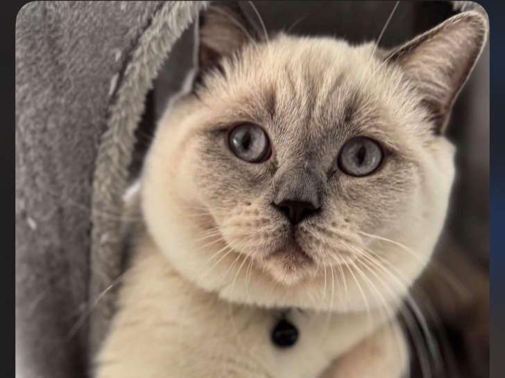 Chat British Shorthair blue point à vendre