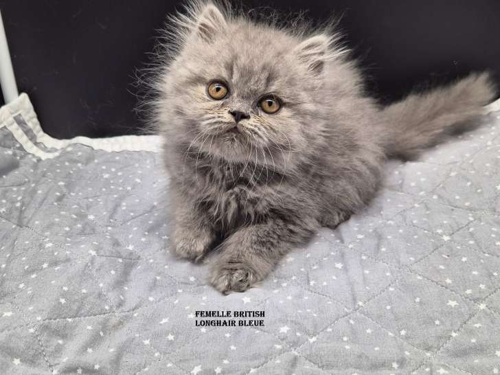 Chatons British Longhair disponibles