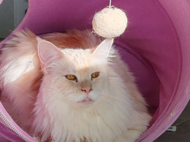 Chatte adulte de type Maine Coon à vendre