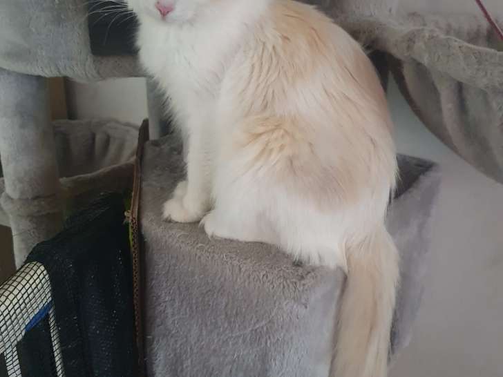 Chatte Ragdoll avec pedigree à vendre