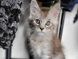 Chatons Maine Coon à vendre