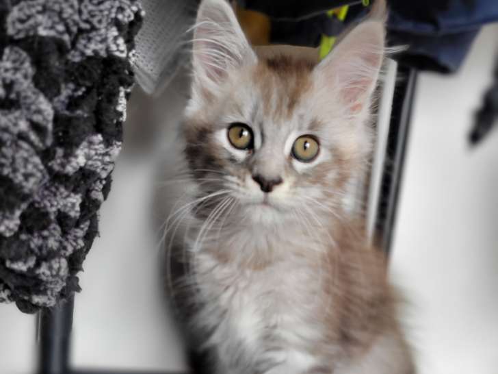 Chatons Maine Coon à vendre