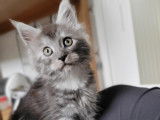 Chatons Maine Coon à vendre