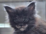 Chatons Maine Coon à vendre