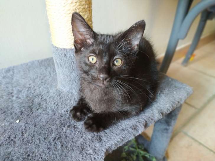 Rouletabille, chaton à adopter