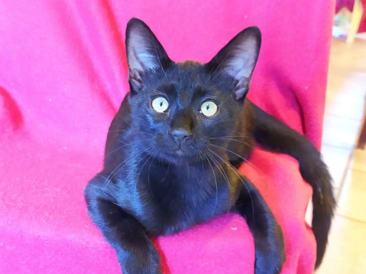 Rouletabille, chaton à adopter