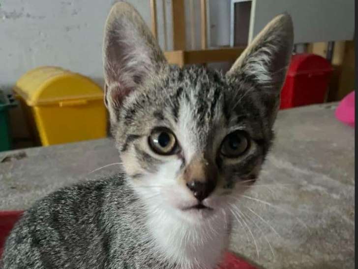 Aster et Alise, deux beautés à adopter ensemble ou séparément